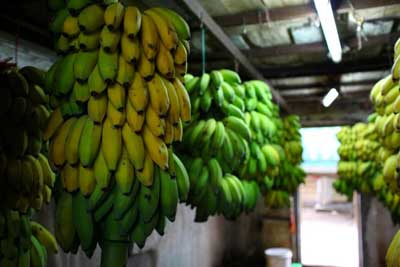乙烯利事件致海南香蕉滞销，专家称乙烯利无害【图】[1]4