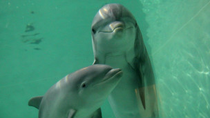 2013英国:海豚同人类一样有自己的"名字"1