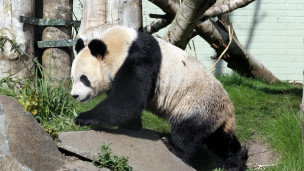 英国新闻:英国熊猫“夫妻”首次交配不成功1