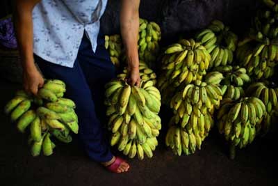 乙烯利事件致海南香蕉滞销，专家称乙烯利无害【图】[1]2