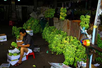 乙烯利事件致海南香蕉滞销，专家称乙烯利无害【图】[1]3