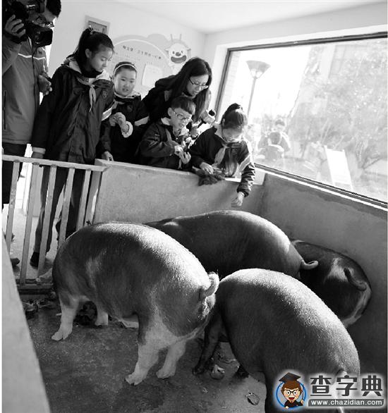 濮家小学：校园里养了两个月的小猪何去何从1